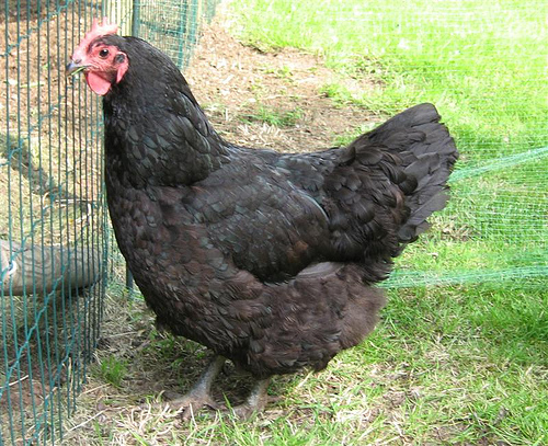 chicken breeds images. an exceptional hen laying